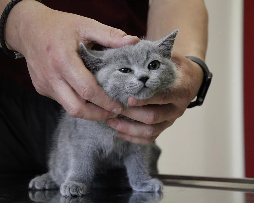 ReproVet_Emstal_Galerie_010