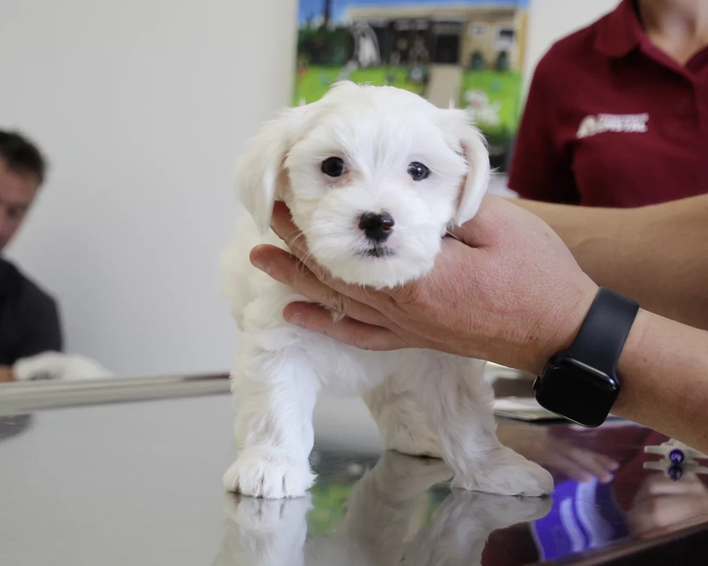 ReproVet_Emstal_Galerie_011