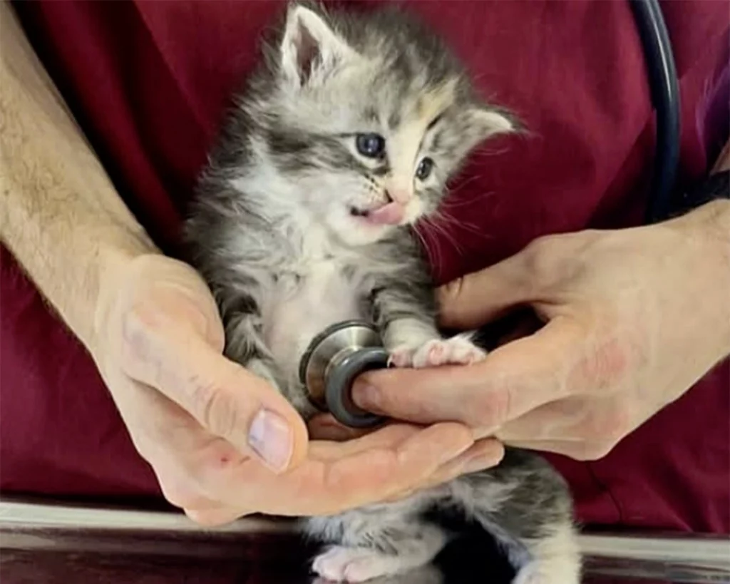 ReproVet_Emstal_Galerie_013